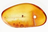 Fossil Parasitoid Wasp (Scelionidae) in Baltic Amber #330617-1